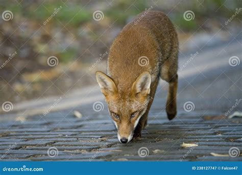 Prowling Fox Stock Image Image Of Checks Cubs Massive 238127747