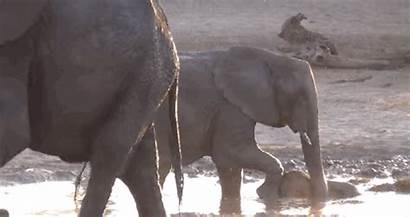 Elephant Bath Safari Unbearably Hide Camp Ekogeo