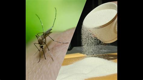 Es tötet zecken, flöhe und stechmücken. Come eliminare le zanzare: 5 cibi sconosciuti per farle ...