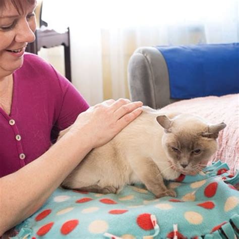 massage therapy can improve your cat s quality of life kitty improve your