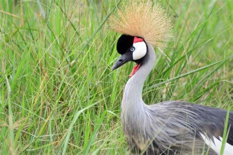 East African Grey Crowned Crane Queen Elizabeth National Park Uganda