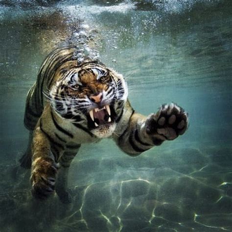 Tiger Under Water Tiger Swimming Animals Beautiful Wild Cats