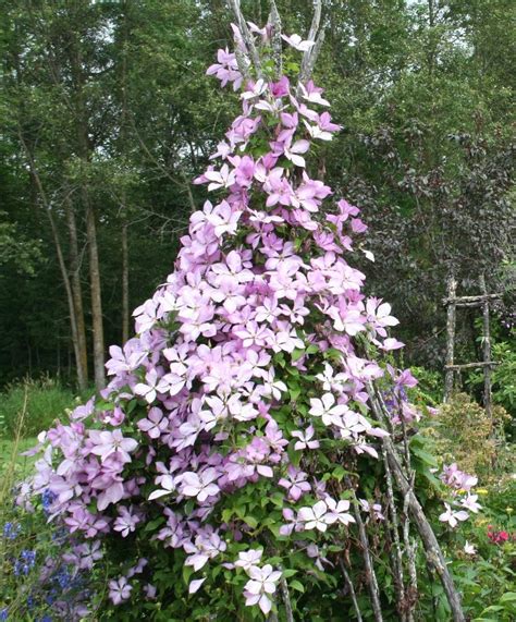 Wide (15 cm), shell pink flowers with a touch of lavender. Photo of the entire plant of Clematis Pink Chiffon™ posted ...