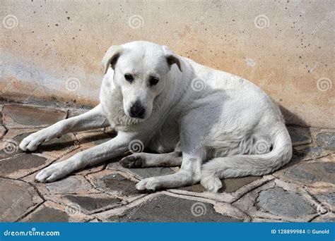 Big White Stray Dog Sleeping In Front Of A Wall Royalty Free Stock