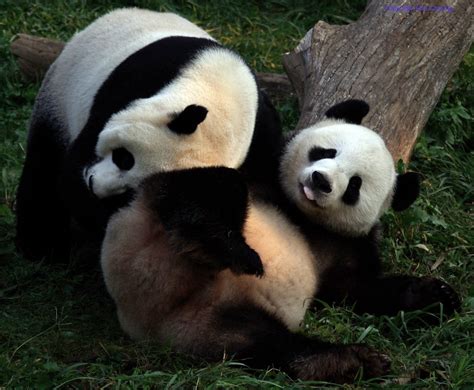 Mei Xiang And Tian Tian So Adorable~ Caption Credit To Aun Flickr