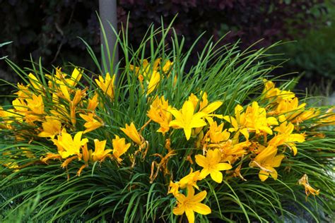 Fall Daylily Care What To Do With Your Daylilies In The Fall