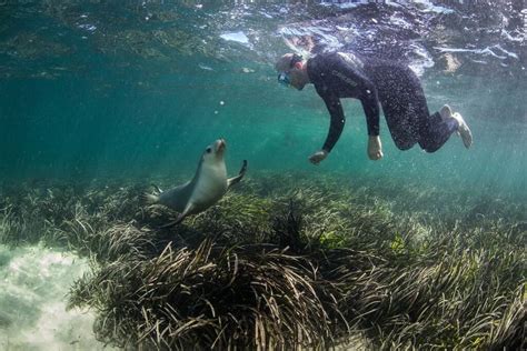 Baird Bay Ocean Eco Experience Streaky Bay Official Tourism Website