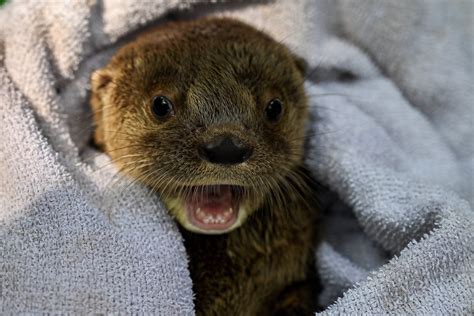 Adorable Photos Of Baby Otters That Ll Make Your Day Better Reader S