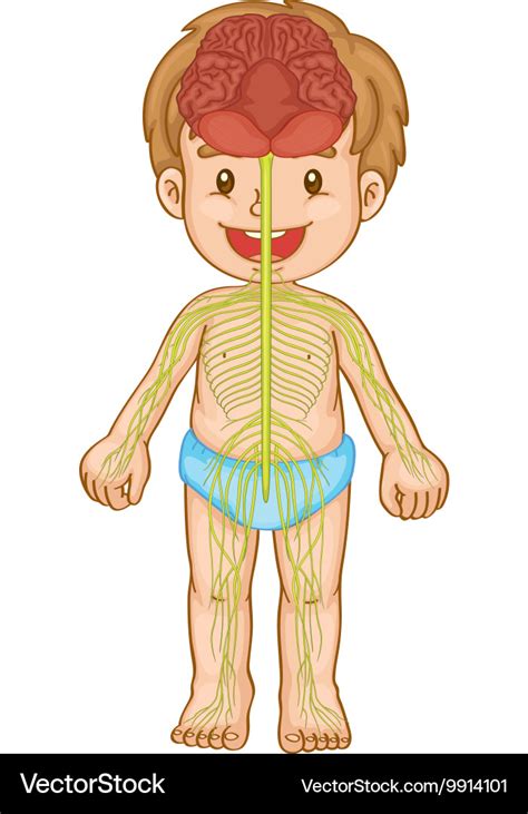 Little Boy With Nervous System Royalty Free Vector Image