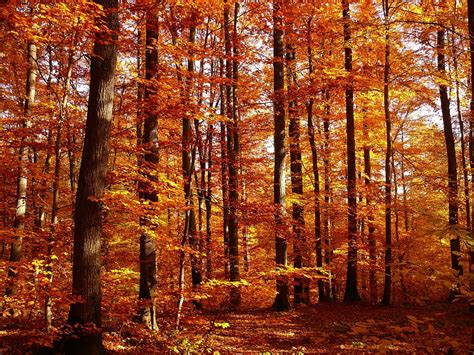 Autumn Forest Fall Foliage Golden · Free Photo On Pixabay