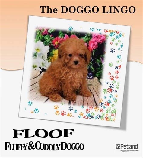 Do You Speak Pupperino 𝑊𝑜𝑜𝐹 The Doggo Petland Bolingbrook Facebook