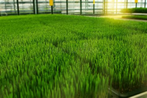 Wheat is not recommended for container gardening. Wheat Grass Background Growing Stock Image - Image of background, nature: 148717439