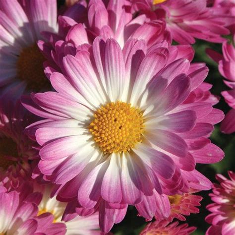 Stacy Pink Garden Mum Chrysanthemum Grandiflorum Proven Winners