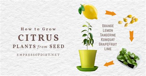 How To Grow Lemon Trees From Seed And Other Citrus Fruits