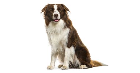 The Border Collie Lifespan Temperament Colours Weight