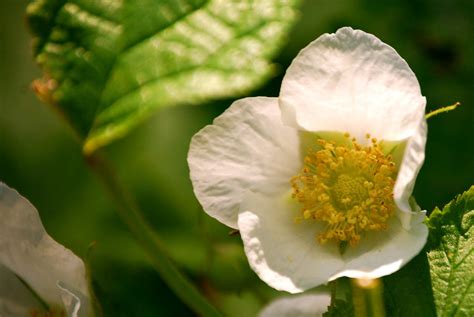 Wild Rose Idaho 2010 Grace Lee Flickr