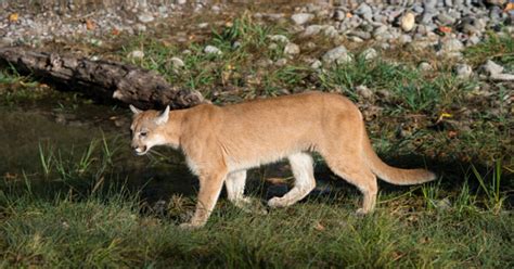 Agency Eastern Puma Extinct Drops Protection