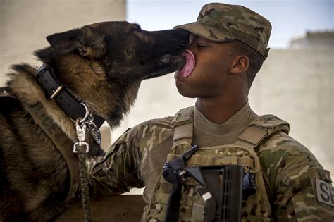 Inspirasi Penting 20 Air Force Dog