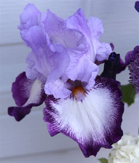 Tall Bearded Irises In Shades Of Purple Arrangements With Purple