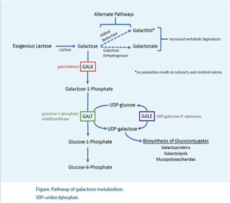 Pathway Of Galactose Metabolism Chart Line Chart Diagram