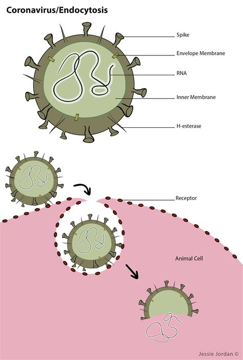 Simple Virus Labeled Diagram Virus Info