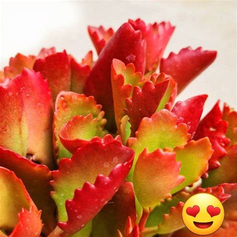 Kalanchoe Sexangularis Kalanchoe Plant Also Known Asbushveld Kalanchoe Six Angled Kalanchoe