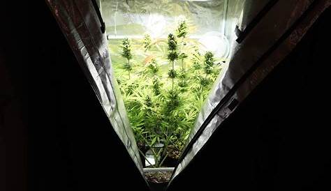 Growers Choice Seeds Acapulco Gold grow diary (journal) week12 by