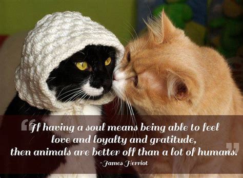 Pet Love Quotes. QuotesGram
