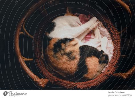 Top View Of A Calico Cat Sleeping On A Wicker Basket Showing Autumn