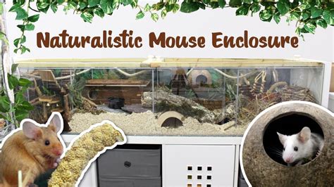 Naturalistic Mouse Enclosure Tour Youtube