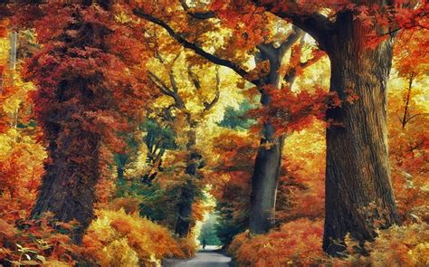 Nature Landscape Forest Road Fall Trees Colorful Shrubs Wallpapers Hd Desktop And