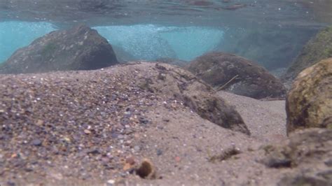 Gopro Lower Big Quilcene River Underwater View Youtube