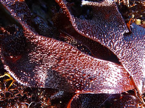 Seaweed Nutrition The Oceans Superfood