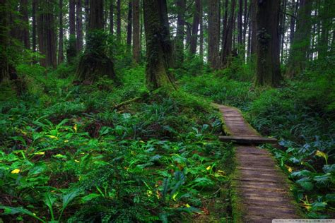Beautiful Forest Path Ultra Hd Desktop Background