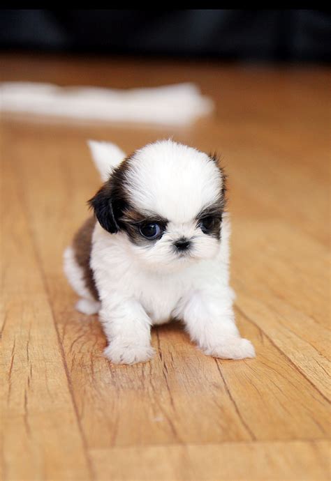 The Cutestthe Tinniestthe Finest Teacup Puppy For You 10월 2011
