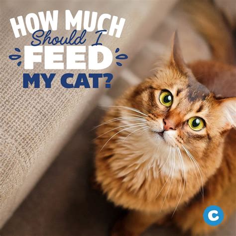 How much wet food should i feed my cat. How Much to Feed a Cat: Cat Food Portions and Serving ...