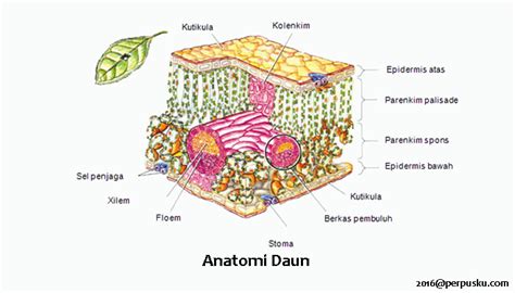 Struktur Morfologi Dan Anatomi Daun Tumbuhan Kantong Ilmu
