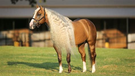 Trevor Brazile Buys Reining Stallion Show Me The Buckles Quarter