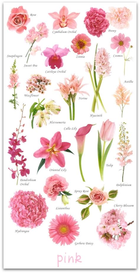 This name generator will give you 10 random names for bouquets, but they could work for other similar floral gifts as well, like perfumes. Pink Flower Guide Pictures, Photos, and Images for ...