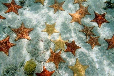 Plenty Of Starfish On A Sandy Ocean Floor Stock Image Image Of