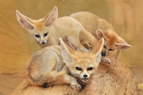 All About Animal Wildlife Fennec Foxe Facts Photos Images