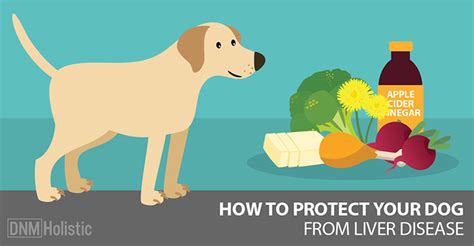 Preventing Liver Disease In Dogs Dogs Naturally Magazine