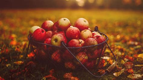 Download Wallpaper 3840x2160 Apples Basket Autumn