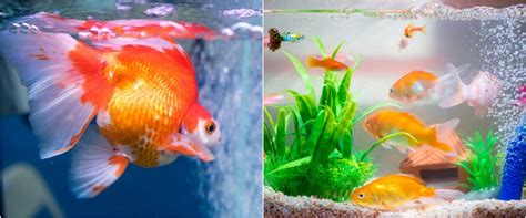 Apalagi kondisi di indonesia yang mendukung sekali. Jenis dan nama Ikan Hias yang Mudah Dipelihara di Akuarium ...