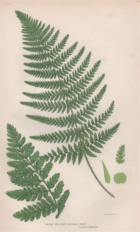 Antique engravings and lithographs of botany from all over the earth. 1855 Fern Art Print, Antique Botanical Illustration, Flora ...