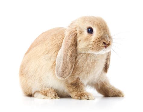 Long Eared Rabbit Royalty Free Stock Photos Image 28755238