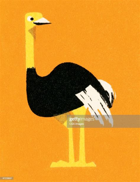 Ostrich High Res Vector Graphic Getty Images