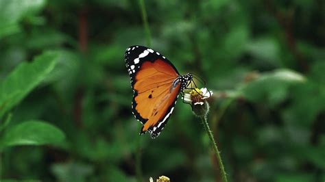 Images Gratuites Insecte Ailes Faune Animal Espèce Papillons Et