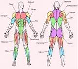 Anatomy Of Core Muscles Pictures