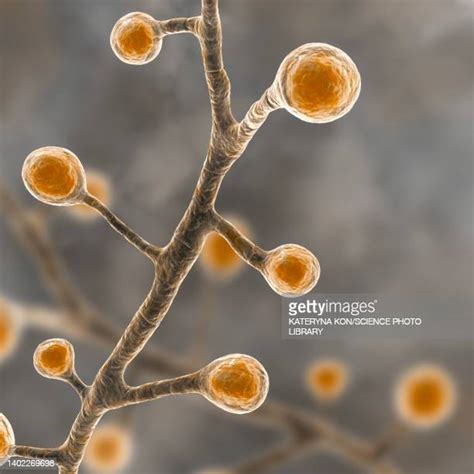 Blastomyces Dermatitidis Photos And Premium High Res Pictures Getty
